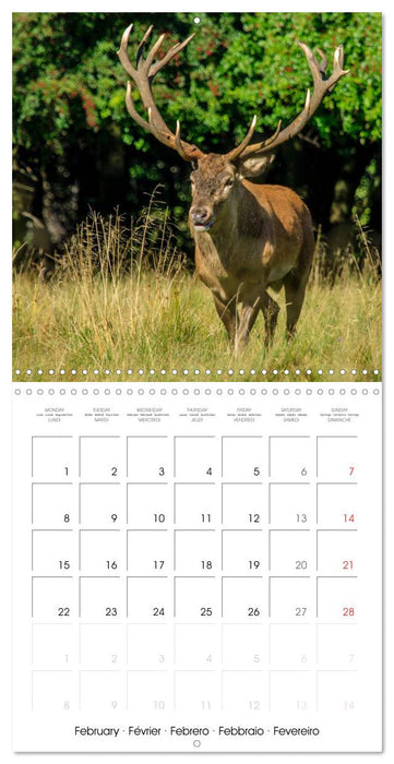 Aux bois des cerfs (CALVENDO Calendrier mensuel 2027)