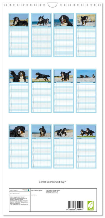 Berner Sennenhund 2027 (CALVENDO Familienplaner 2027)