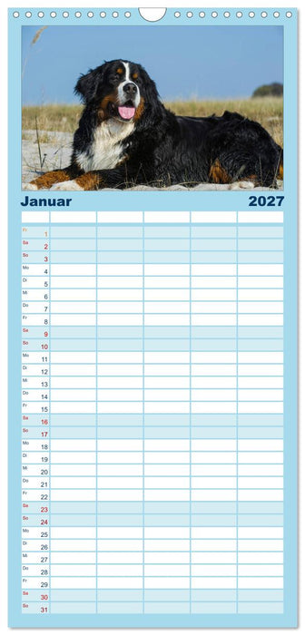 Berner Sennenhund 2027 (CALVENDO Familienplaner 2027)