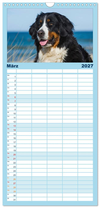 Berner Sennenhund 2027 (CALVENDO Familienplaner 2027)