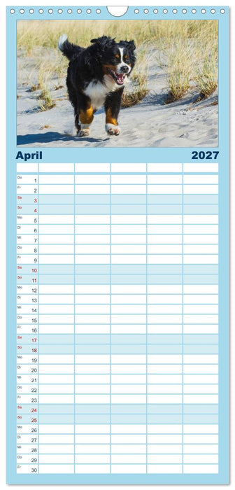 Berner Sennenhund 2027 (CALVENDO Familienplaner 2027)