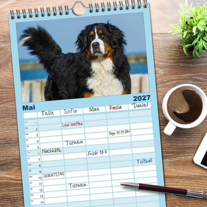 Berner Sennenhund 2027 (CALVENDO Familienplaner 2027)