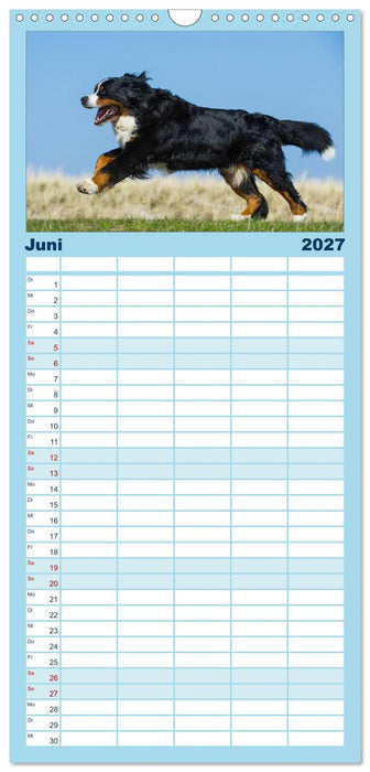 Berner Sennenhund 2027 (CALVENDO Familienplaner 2027)