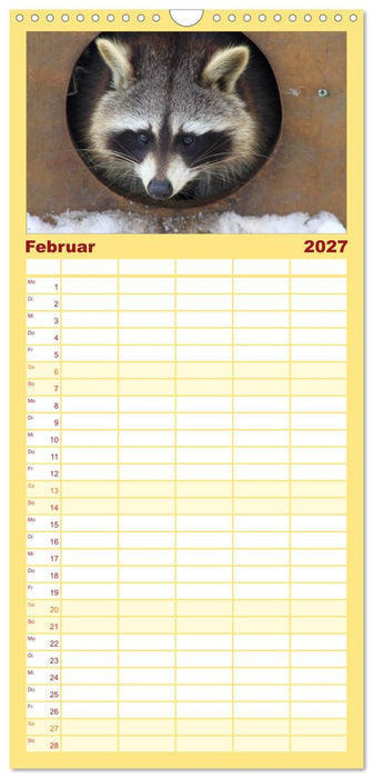 Waschbären (CALVENDO Familienplaner 2027)