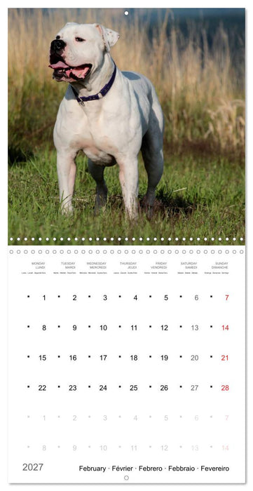 American Bulldog (CALVENDO Monthly Calendar 2027)