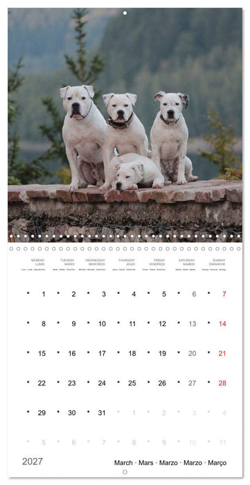 American Bulldog (CALVENDO Monthly Calendar 2027)