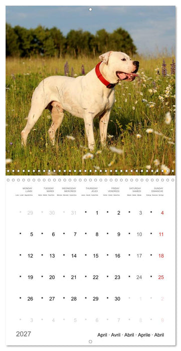 American Bulldog (CALVENDO Monthly Calendar 2027)