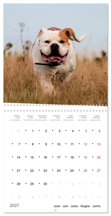 American Bulldog (CALVENDO Monthly Calendar 2027)