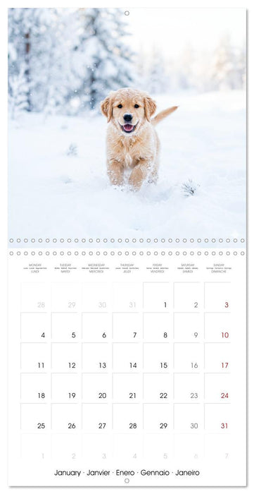 12 Months of Golden Love (CALVENDO Monthly Calendar 2027)