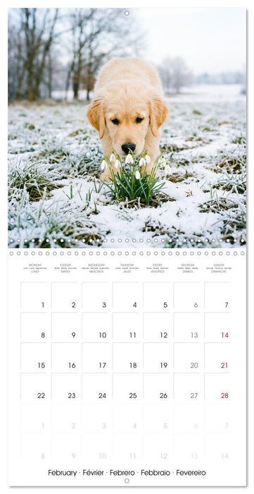 12 Months of Golden Love (CALVENDO Monthly Calendar 2027)