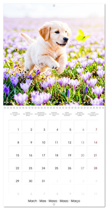 12 Months of Golden Love (CALVENDO Monthly Calendar 2027)