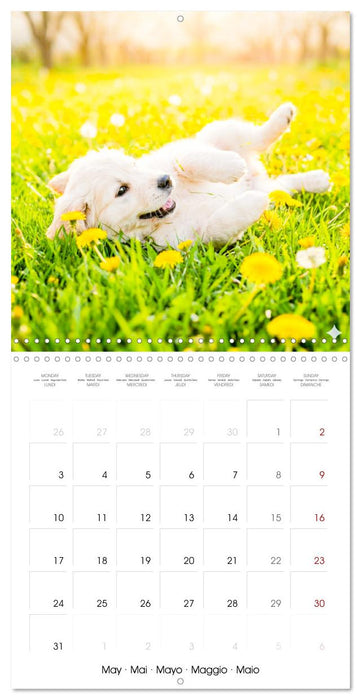 12 Months of Golden Love (CALVENDO Monthly Calendar 2027)