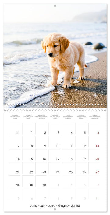 12 Months of Golden Love (CALVENDO Monthly Calendar 2027)