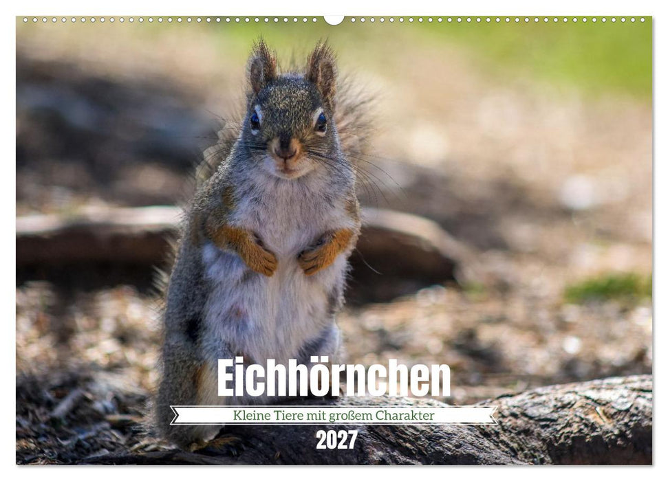 Eichhörnchen - Kleine Tiere mit großem Charakter (CALVENDO Wandkalender 2027)