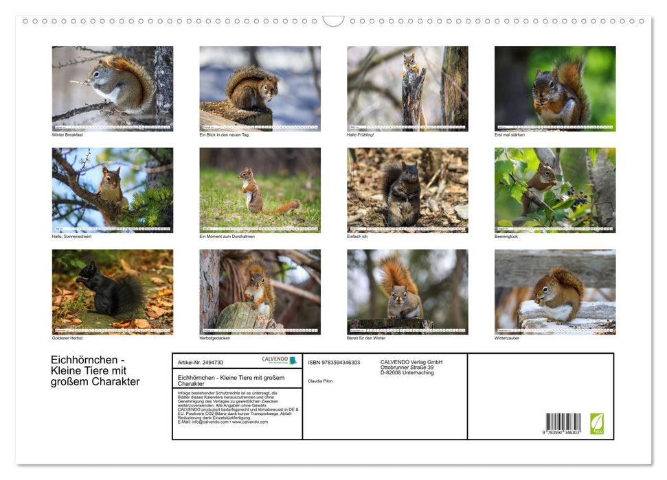 Eichhörnchen - Kleine Tiere mit großem Charakter (CALVENDO Wandkalender 2027)