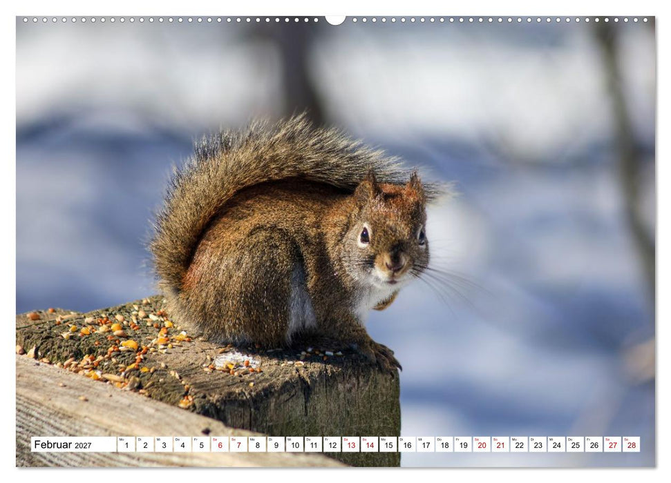 Eichhörnchen - Kleine Tiere mit großem Charakter (CALVENDO Wandkalender 2027)