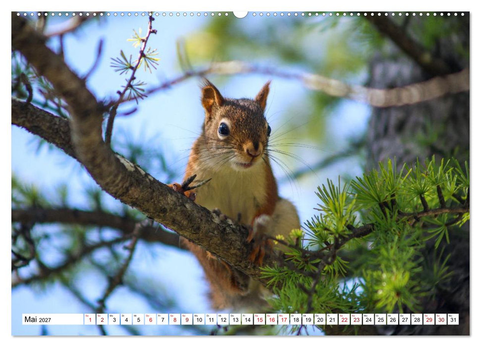 Eichhörnchen - Kleine Tiere mit großem Charakter (CALVENDO Wandkalender 2027)