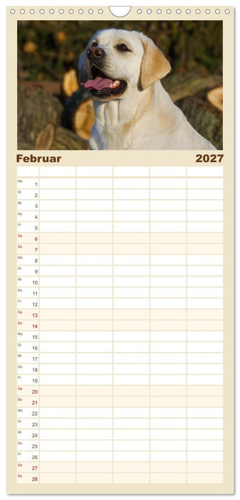 Labrador Retriever - Freunde für´s Leben (CALVENDO Familienplaner 2027)