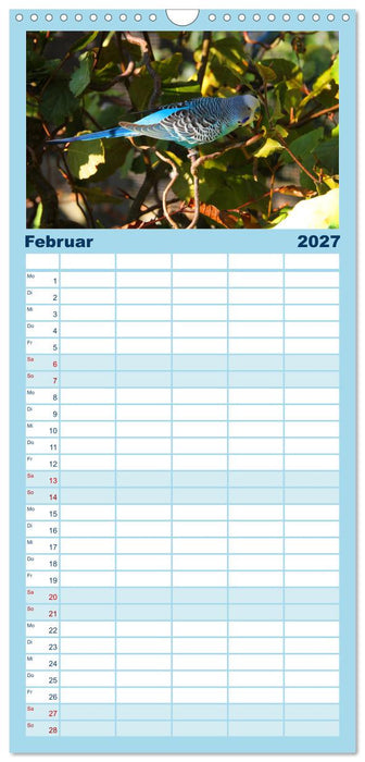 Wellensittichträume - Der neue Wellensittich-Naturkalender (CALVENDO Familienplaner 2027)