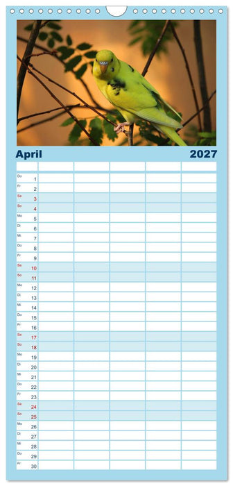 Wellensittichträume - Der neue Wellensittich-Naturkalender (CALVENDO Familienplaner 2027)