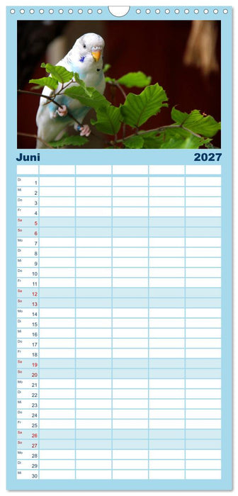Wellensittichträume - Der neue Wellensittich-Naturkalender (CALVENDO Familienplaner 2027)