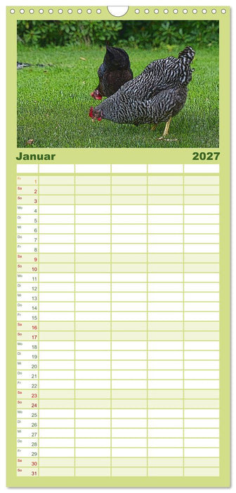 Die Hühner sind los! (CALVENDO Familienplaner 2027)