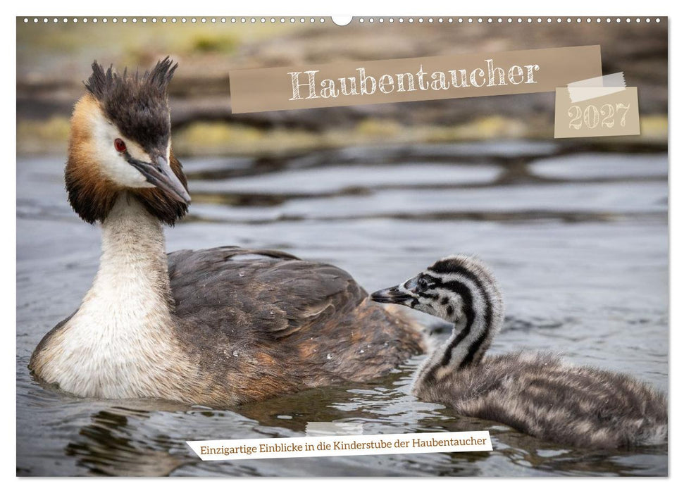 Einzigartige Einblicke in die Kinderstube der Haubentaucher (CALVENDO Wandkalender 2027)