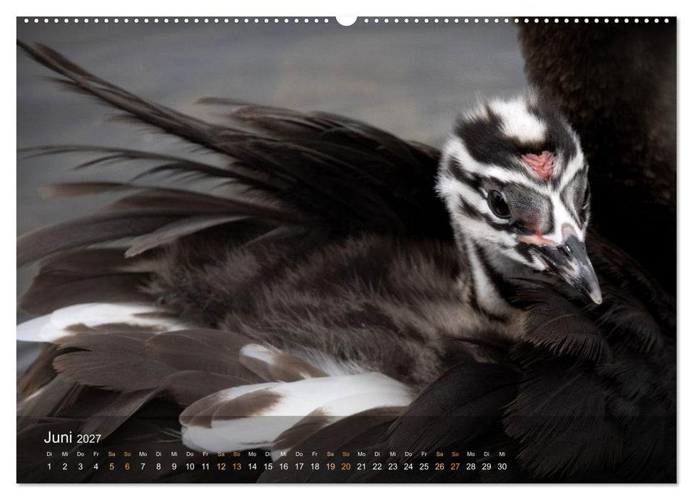 Einzigartige Einblicke in die Kinderstube der Haubentaucher (CALVENDO Wandkalender 2027)