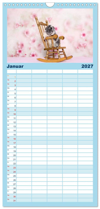Niedliche Meerschweinchen (CALVENDO Familienplaner 2027)