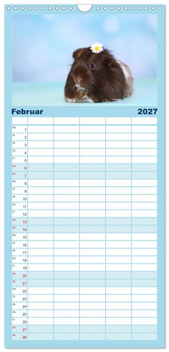Niedliche Meerschweinchen (CALVENDO Familienplaner 2027)