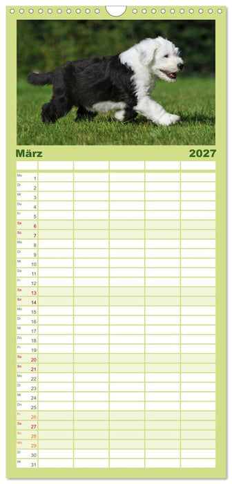 Traumhund Bobtail (CALVENDO Familienplaner 2027)