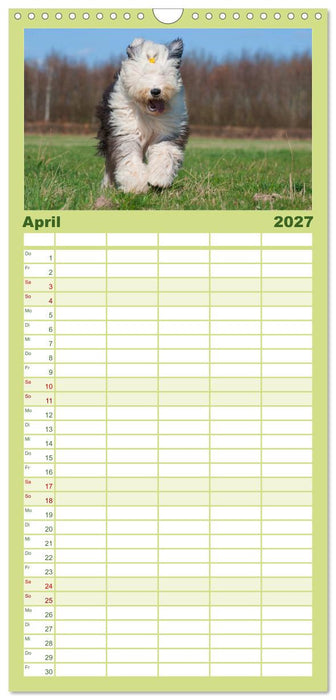 Traumhund Bobtail (CALVENDO Familienplaner 2027)