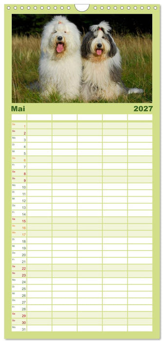 Traumhund Bobtail (CALVENDO Familienplaner 2027)