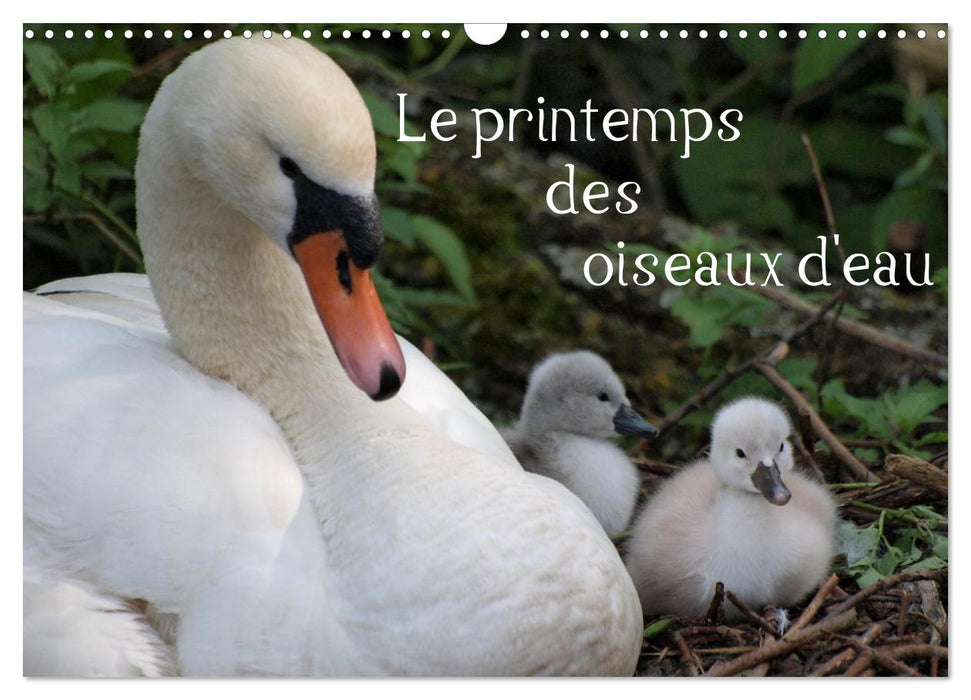 Le printemps des oiseaux d'eau (CALVENDO Calendrier mensuel 2027)