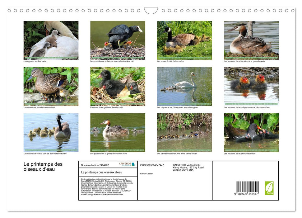 Le printemps des oiseaux d'eau (CALVENDO Calendrier mensuel 2027)