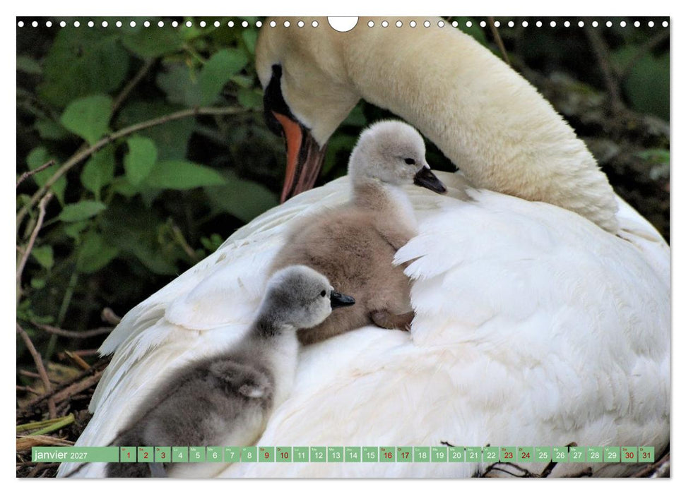 Le printemps des oiseaux d'eau (CALVENDO Calendrier mensuel 2027)