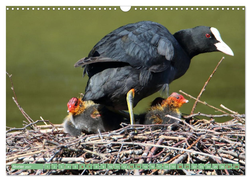 Le printemps des oiseaux d'eau (CALVENDO Calendrier mensuel 2027)
