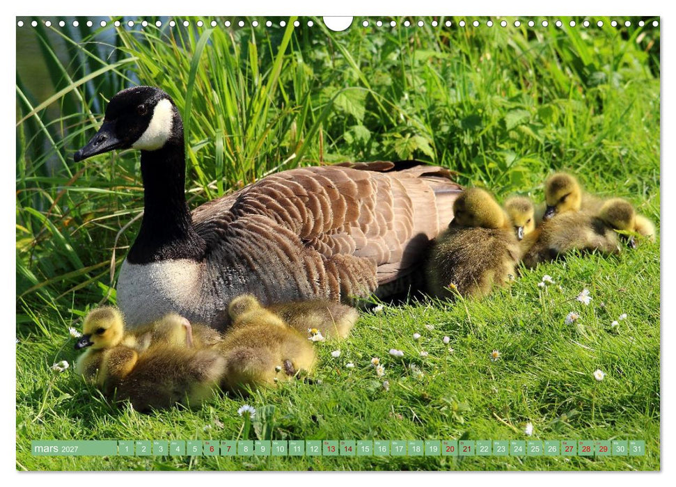 Le printemps des oiseaux d'eau (CALVENDO Calendrier mensuel 2027)
