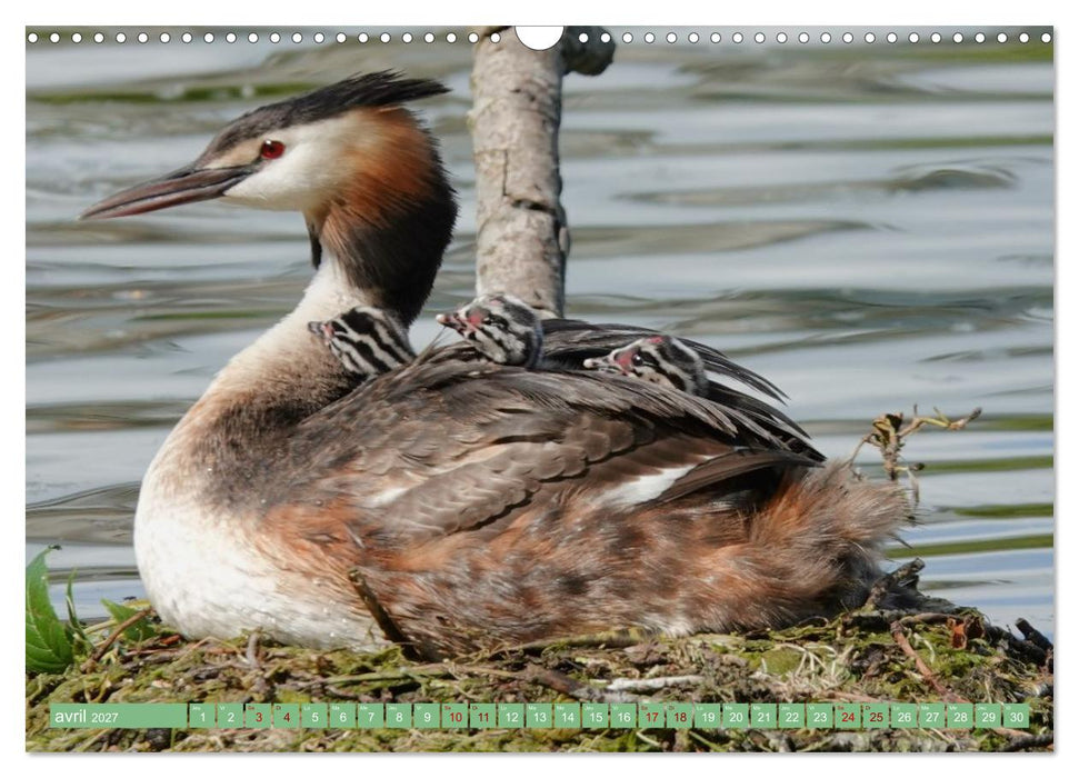 Le printemps des oiseaux d'eau (CALVENDO Calendrier mensuel 2027)