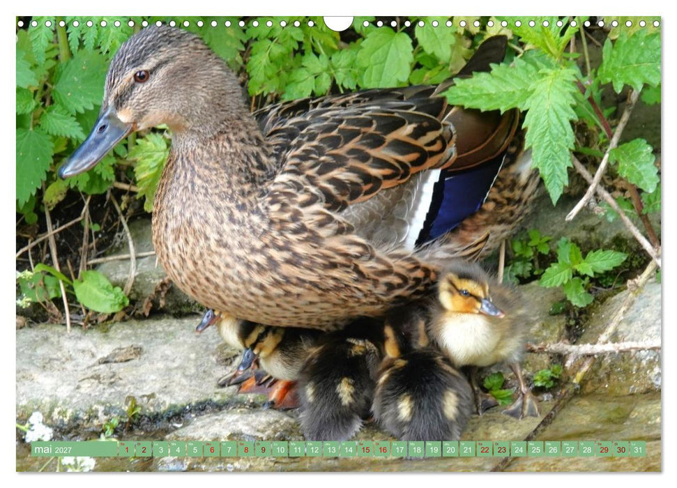 Le printemps des oiseaux d'eau (CALVENDO Calendrier mensuel 2027)