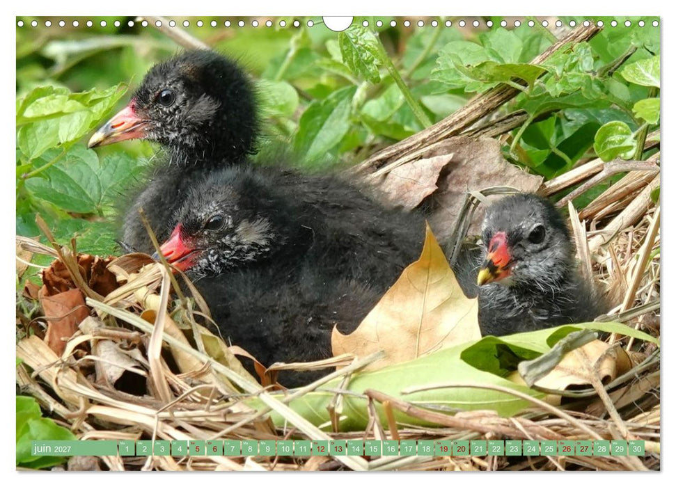 Le printemps des oiseaux d'eau (CALVENDO Calendrier mensuel 2027)