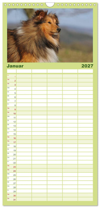 Sheltie 2027 (CALVENDO Familienplaner 2027)