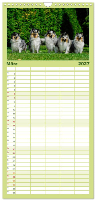 Sheltie 2027 (CALVENDO Familienplaner 2027)