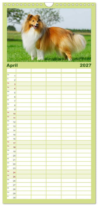 Sheltie 2027 (CALVENDO Familienplaner 2027)