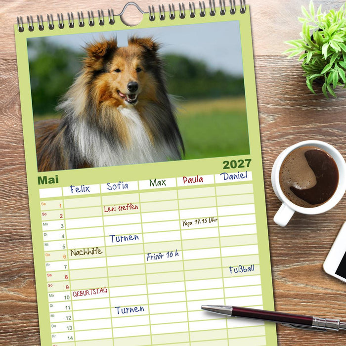 Sheltie 2027 (CALVENDO Familienplaner 2027)