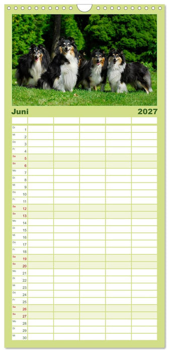 Sheltie 2027 (CALVENDO Familienplaner 2027)