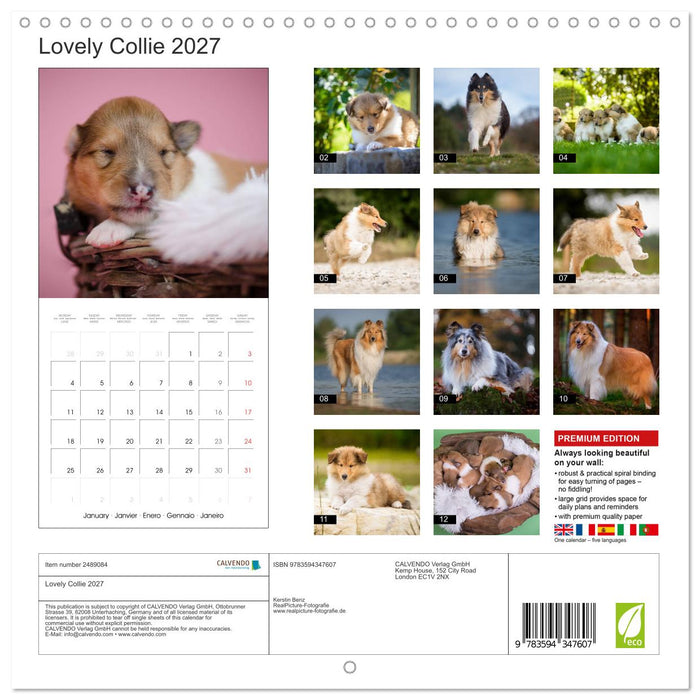 Lovely Collie 2027 (CALVENDO Monthly Calendar 2027)