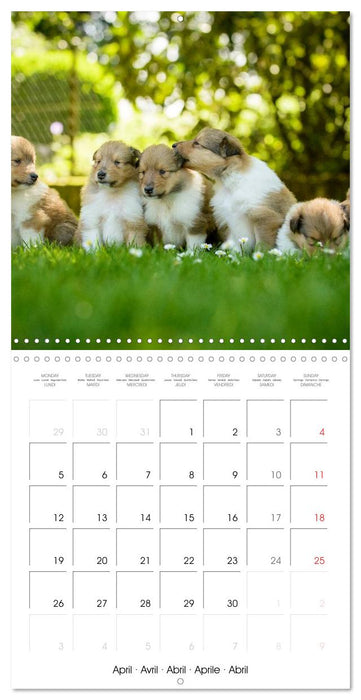Lovely Collie 2027 (CALVENDO Monthly Calendar 2027)
