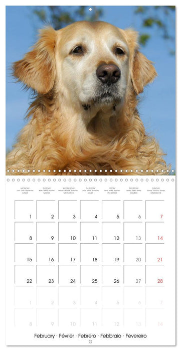 Happy Golden Retriever (CALVENDO Monthly Calendar 2027)