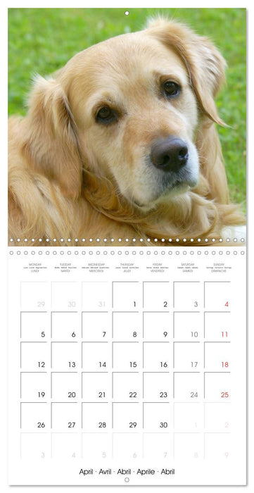 Happy Golden Retriever (CALVENDO Monthly Calendar 2027)